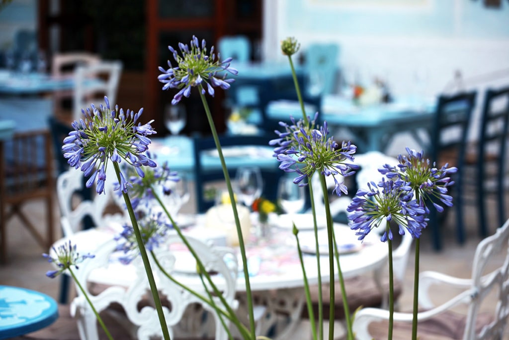 Ibiza's Culinary Delights: From Fine Dining to Beachside Feasts 2 Top restaurant in the north of the island, in the village of San Lorenzo